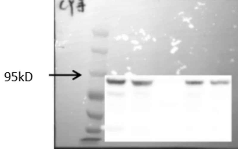 the comparison between wix autopp and manual incubation with room temperature